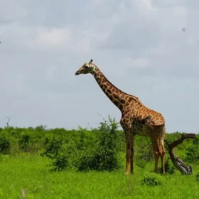 Explorea LLC Custom Itinerary - Kenya Safari