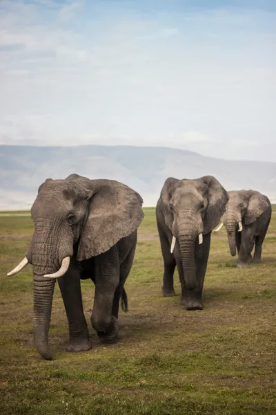 Explorea LLC Custom Itinerary - Kenya Safari
