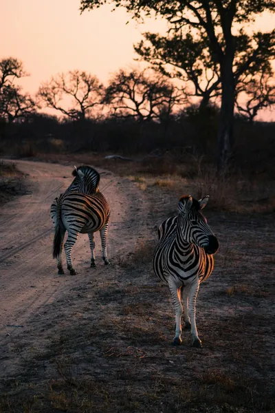 Explorea LLC Custom Itinerary - Kenya Safari
