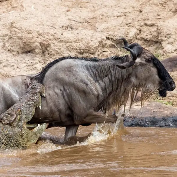 Explorea LLC Custom Itinerary - Kenya Safari