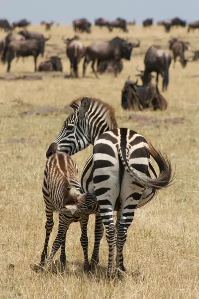 Explorea LLC Custom Itinerary - Kenya Safari