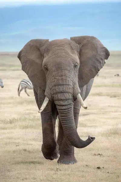 Explorea LLC Custom Itinerary - Kenya Safari