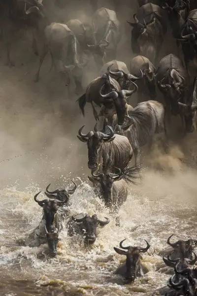 Explorea LLC Custom Itinerary - Kenya Safari