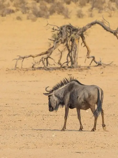 Explorea LLC Custom Itinerary - Kenya Safari
