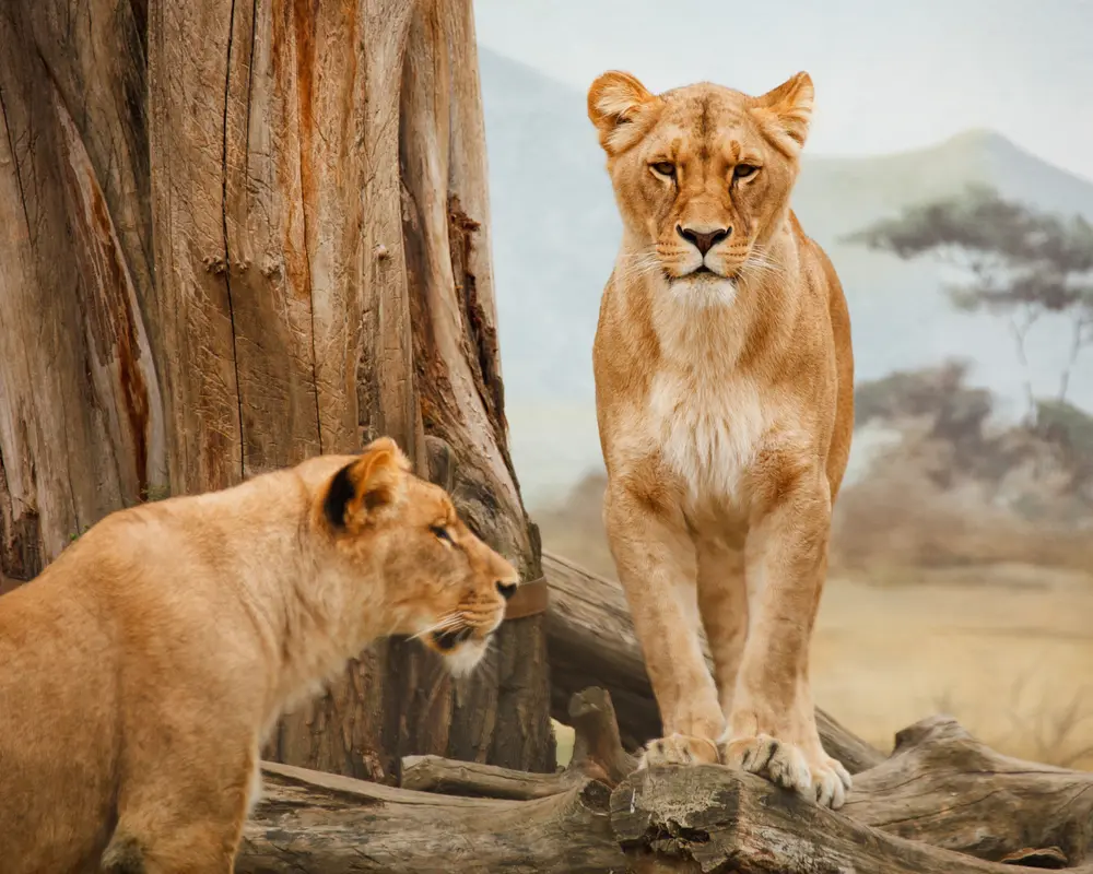 Explorea LLC Custom Itinerary - Kenya Safari
