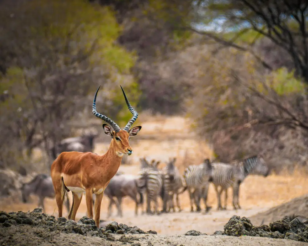Explorea LLC Custom Itinerary - Kenya Safari