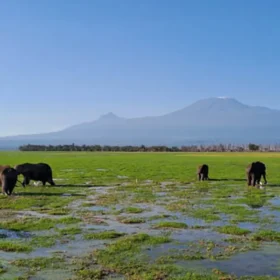Explorea LLC Custom Itinerary - Kenya Safari