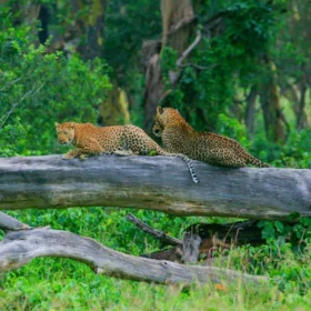 Explorea LLC Custom Itinerary - Kenya Safari