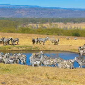 Explorea LLC Custom Itinerary - Kenya Safari