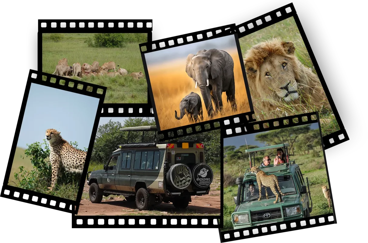 Explorea Travels - Safari Collage